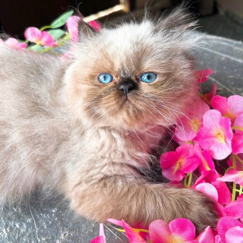 Chaton persan seal point yeux bleu loof #2