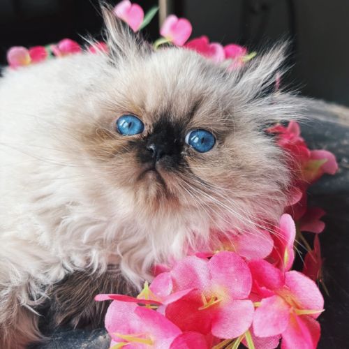 Chaton persan seal point yeux bleu loof #4