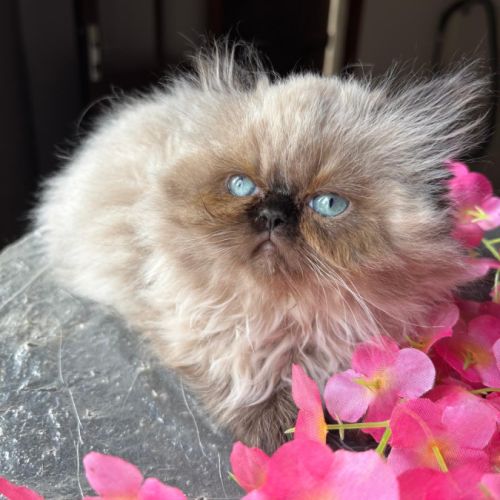 Chaton persan seal point yeux bleu loof #6