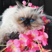 Chaton persan seal point yeux bleu loof