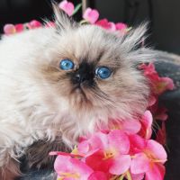 Chaton persan seal point yeux bleu loof #4