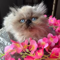 Chaton persan seal point yeux bleu loof #5