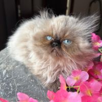 Chaton persan seal point yeux bleu loof #6