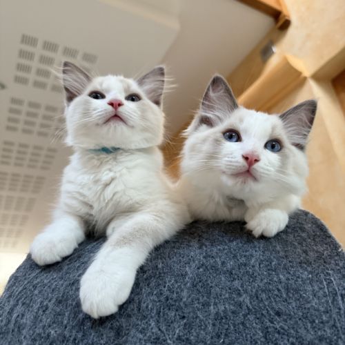 Chaton ragdoll loof blue bicolore #1