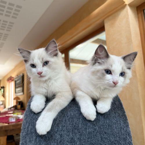 Chaton ragdoll loof blue bicolore