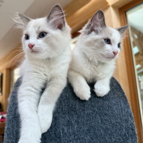 Chaton ragdoll loof blue bicolore #4