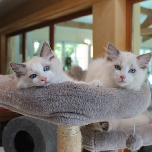 Chaton ragdoll loof blue bicolore #5