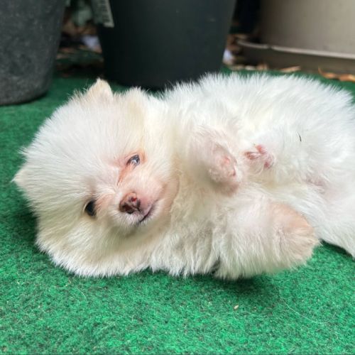 Adorable spitz nain à réserver #3