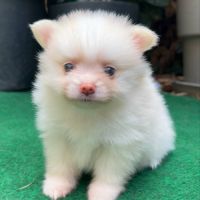 Adorable spitz nain à réserver