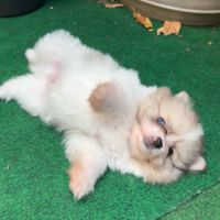 Adorable spitz nain à réserver #2