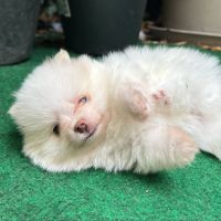 Adorable spitz nain à réserver #3