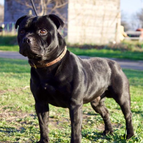 Superbes chiots staffie à vendre #1