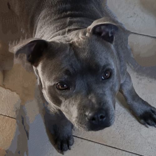 Superbes chiots staffie à vendre #2