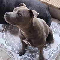 Superbes chiots staffie à vendre #3