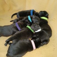 Superbes chiots staffie à vendre #4