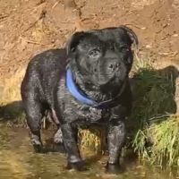 Superbes chiots staffie à vendre #0