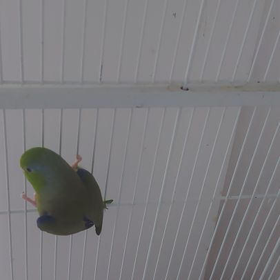 Toui celeste male epp #2