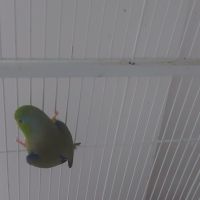 Toui celeste male epp #2