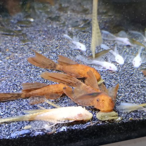 Ancistrus a voile divers