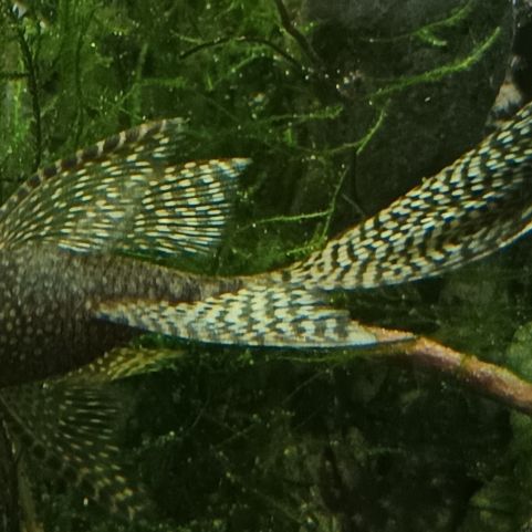 Ancistrus a voile divers #2