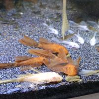 Ancistrus a voile divers