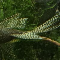 Ancistrus a voile divers #2