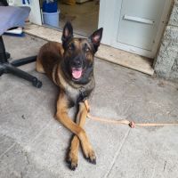 Roky énergique et adorable