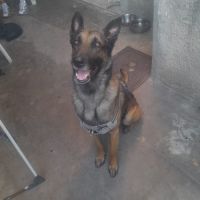 Roky énergique et adorable #2