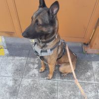 Roky énergique et adorable #3