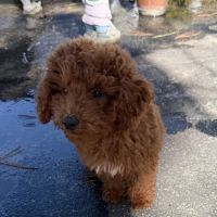 Disponible caniche toy fauve rouge mâle