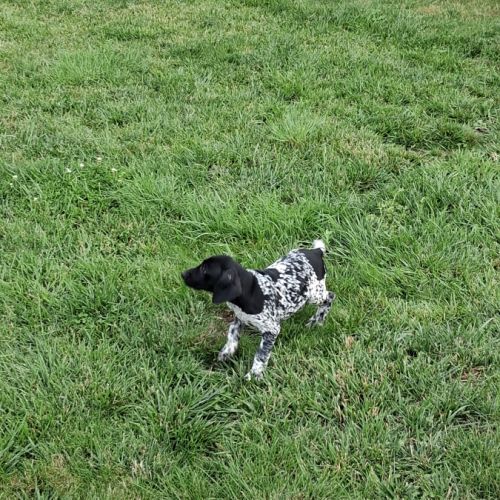 Chiots braque allemand pédigré exceptionnel #2