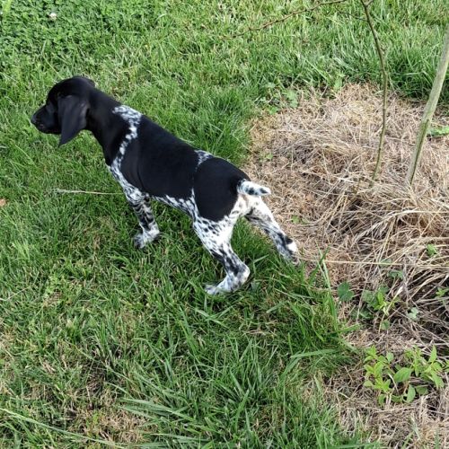 Chiots braque allemand pédigré exceptionnel #0