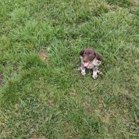 Chiots braque allemand pédigré exceptionnel #1