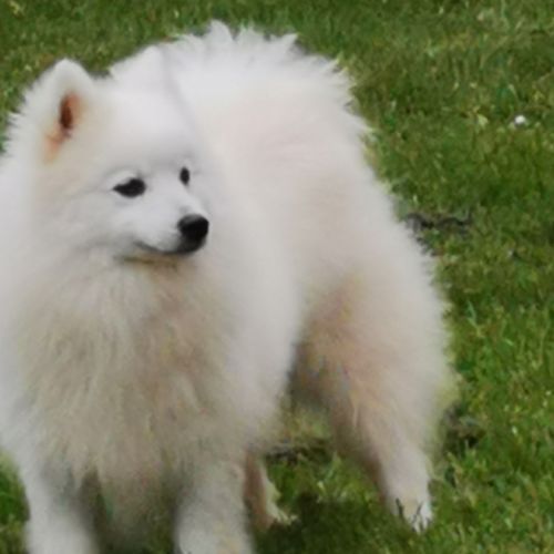 Chiots spitz japonais non lof #2