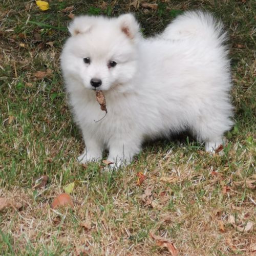 Chiots spitz japonais non lof #4