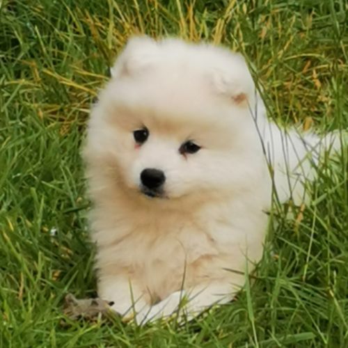 Chiots spitz japonais non lof #5