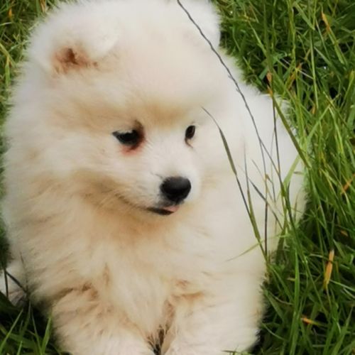 Chiots spitz japonais non lof #6