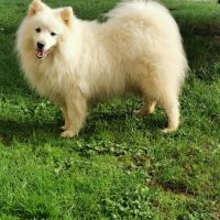 Chiots spitz japonais non lof