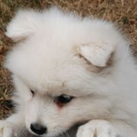 Chiots spitz japonais non lof #3
