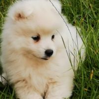 Chiots spitz japonais non lof #6