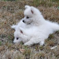 Chiots spitz japonais non lof #7
