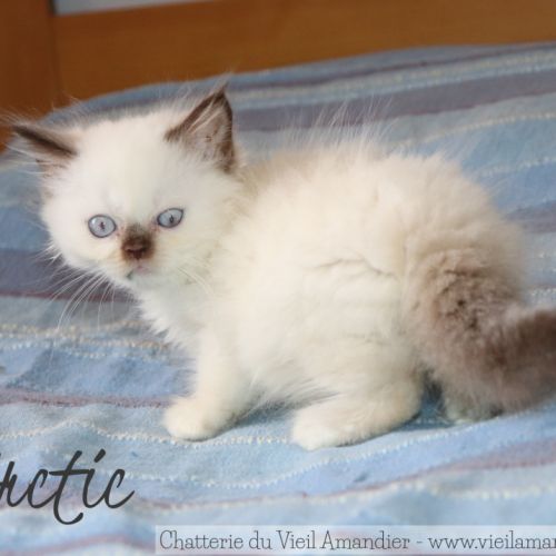4 magnifiques chatons british loof à réserver #1