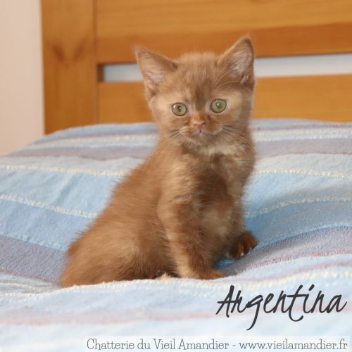 4 magnifiques chatons british loof à réserver #4