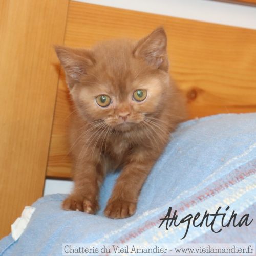 4 magnifiques chatons british loof à réserver #6