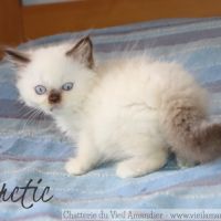 4 magnifiques chatons british loof à réserver #1