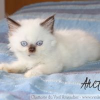 4 magnifiques chatons british loof à réserver #2