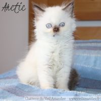 4 magnifiques chatons british loof à réserver