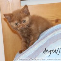 4 magnifiques chatons british loof à réserver #5