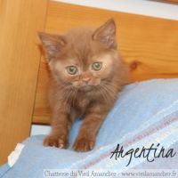 4 magnifiques chatons british loof à réserver #6
