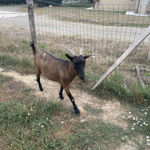 Bouc nain 2 ans #1